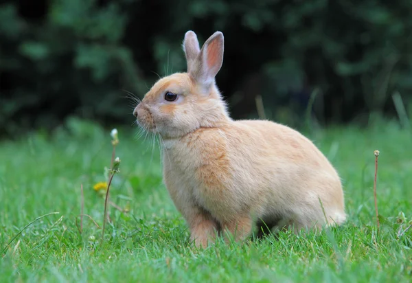 El conejo, la Pascua en la hierba — Foto de Stock