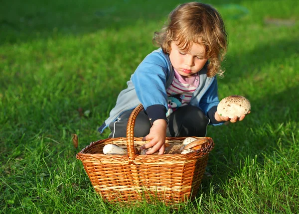 Little boy pick mushrooms in green forest, kids outdoor activiti — Stock Photo, Image