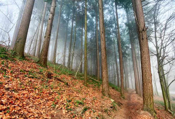 Autumn forest with trees at mist — Stock Photo, Image