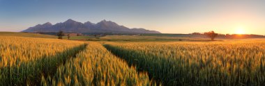 Slovakya, tatras yaz buğday alanı.