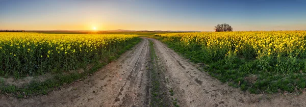 Campo stupro con strada al tramonto, panorama — Foto Stock