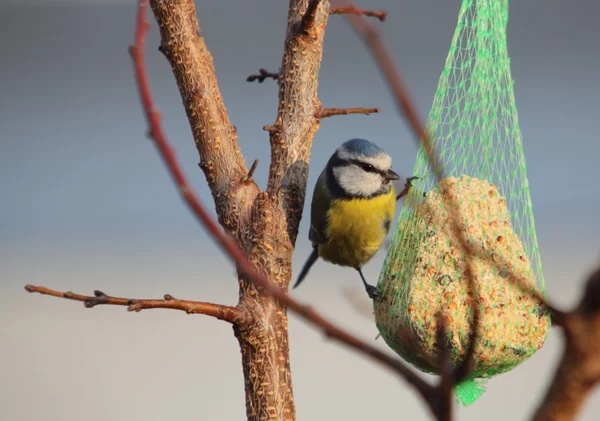 Bird - Pimpelmees op boom, dieren in het wild — Stockfoto