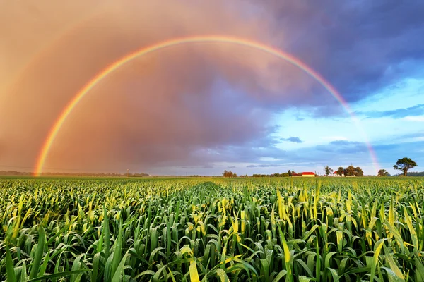 Arco-íris sobre campo de trigo, paisagem da natureza — Fotografia de Stock