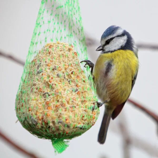 Pimpelmees op boom — Stockfoto