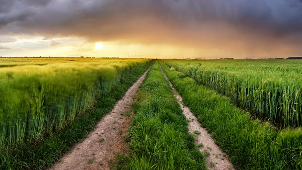 Field nature landscape at sunset with path — Stock Photo, Image