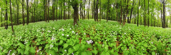 Flores en bosque verde - 360 panorama — Foto de Stock