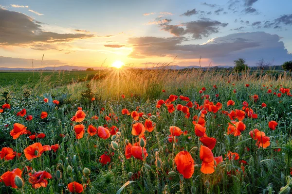 Poppies campo flor no pôr do sol — Fotografia de Stock