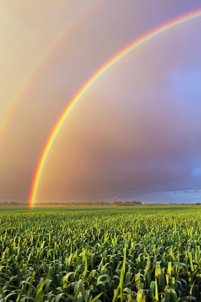 Rainbow over field — Stock Photo, Image