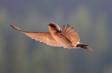 Kuş, üzerinde uçan kırlangıç