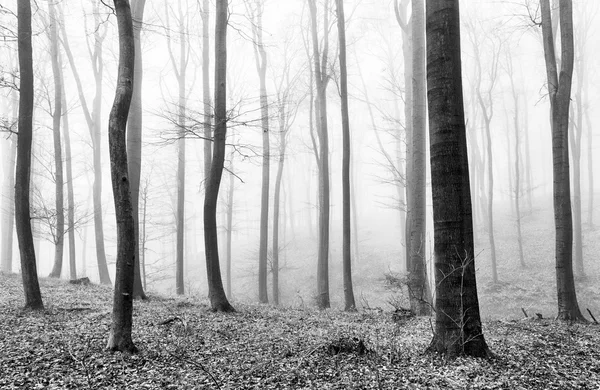 Forest mist in BW — Stock Photo, Image