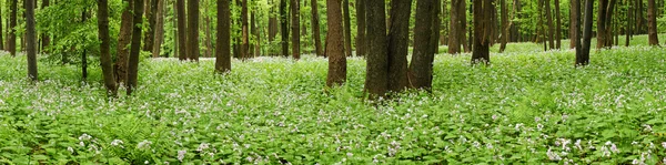 Flores en el suelo del bosque en panorama — Foto de Stock