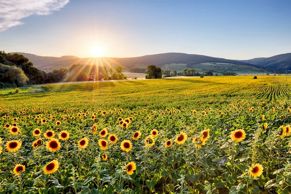 Champ de tournesol au coucher du soleil — Photo