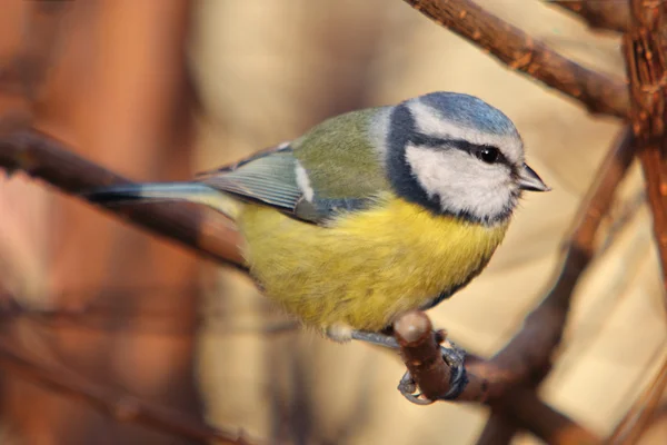 Burung Tit Biru pada pohon, satwa liar — Stok Foto