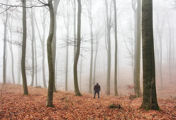 Mist covers the silhouette of the trees in autumn, Forest — Stock Photo, Image