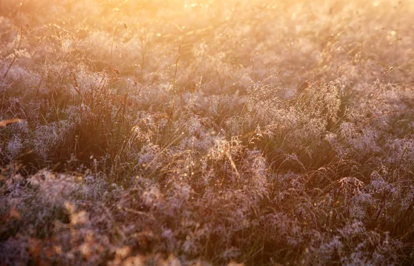 Luce del sole sui fiori del prato al mattino — Foto Stock