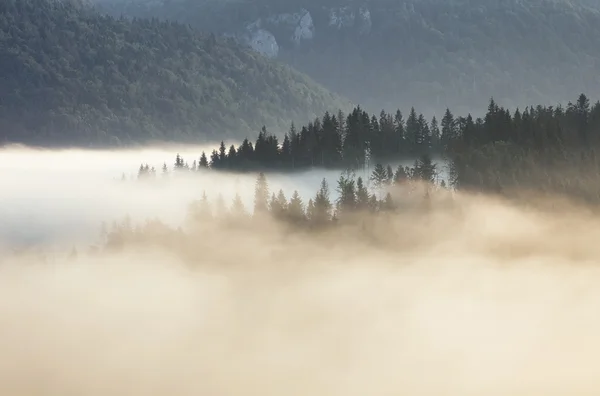 Luce del sole sulla foresta con nebbia — Foto Stock