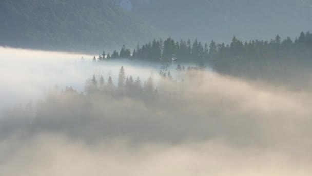 Φως του ήλιου σε δάσος με ομίχλη, πάροδο του χρόνου — Αρχείο Βίντεο