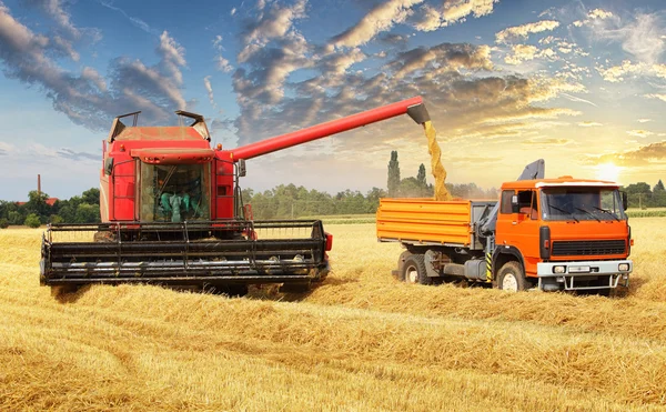 Sobrecargar el grano de la cosechadora en un coche en el campo — Foto de Stock