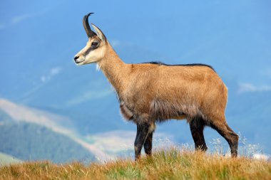 Chamois dağ