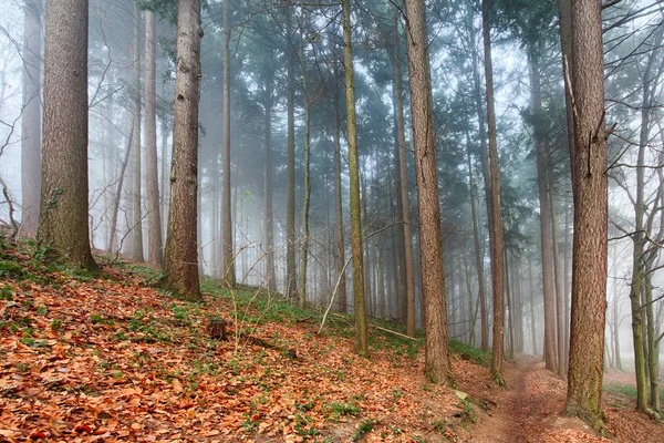 Brume de forêt le jour — Photo