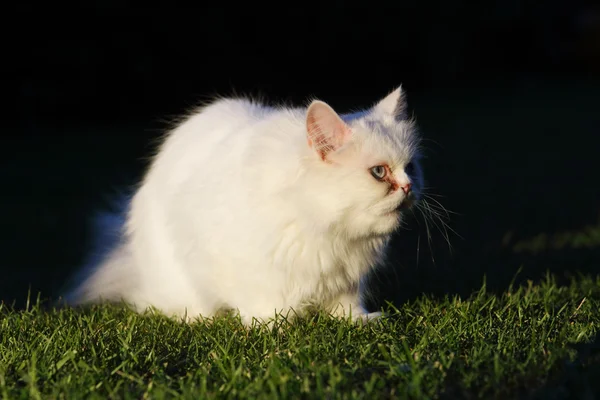 Persische Katze, im Freien — Stockfoto