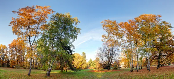 Sonbahar parkında ağaçlar. — Stok fotoğraf