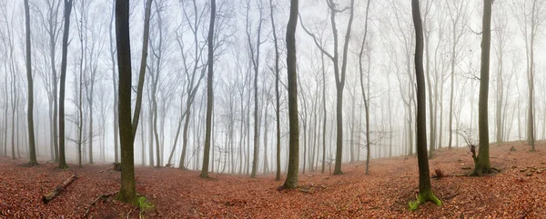 Forest panorama at a autumn — Stock Photo, Image