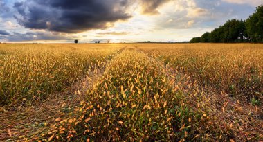 Manzara, bir alan ve çayır güneşli şafak