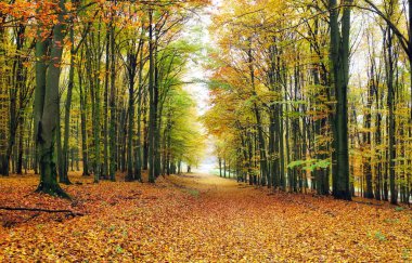 Yol ve ağaçlarla dolu sonbahar ormanı