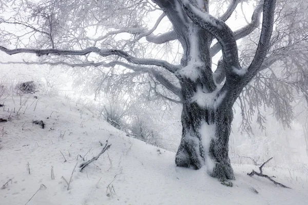 Winter Forest Trees Covered Snow — Stock Photo, Image