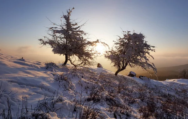 Skog Vinteren Med Frosne Trær – stockfoto