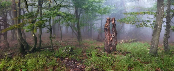 Gyönyörű Panoráma Erdő Ködös Napfelkeltekor Törzsek Hideg Köd Táj — Stock Fotó