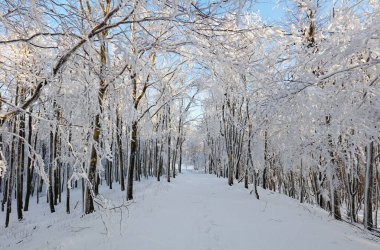 Kışın orman sisli ve karlı