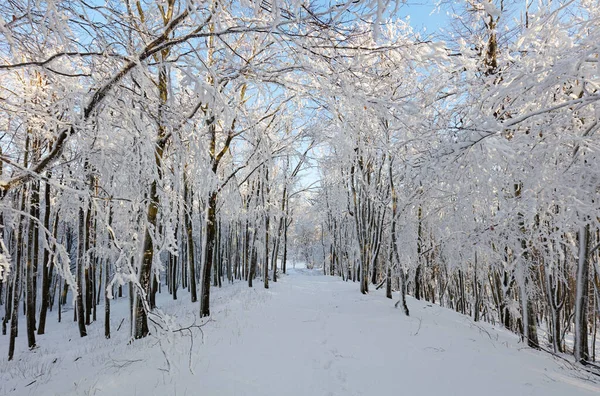 Forest Winter Fog Snow Landscape — Stock Photo, Image