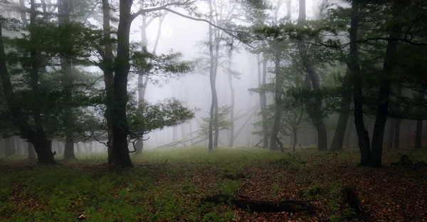 霧の森だ おとぎ話の霧の日の出の森を探して不気味な 恐怖の森の寒い霧の朝 — ストック写真