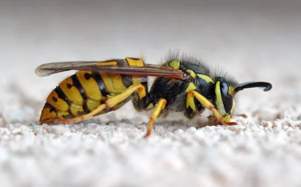 Wasp Och Vit Bakgrund — Stockfoto