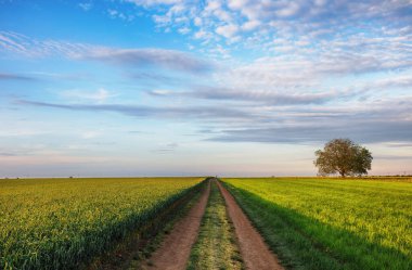 Tek başına ağaçla yeşil alan