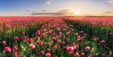 Akşam güneşinin güzel ışığında haşhaş çayırı