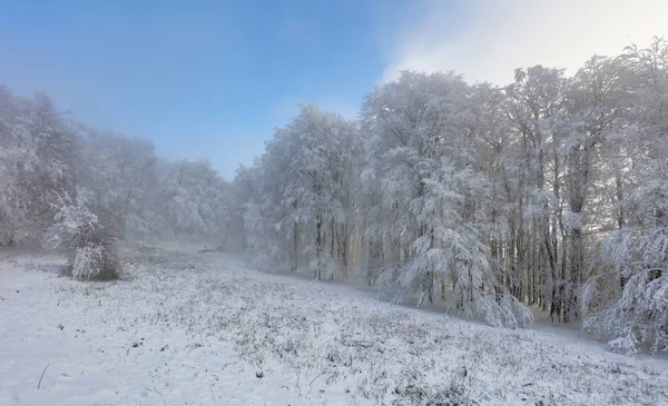 Gefrorene Landschaft Winternebel Wald — Stockfoto