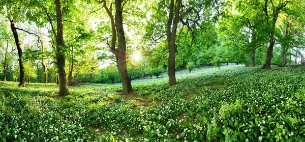 Wiosenny Las Kwitnącymi Białymi Kwiatami Słońcem Dziki Czosnek Karpacki Szczyt — Zdjęcie stockowe