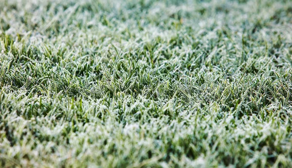 Nahaufnahme Von Frostigem Gras — Stockfoto