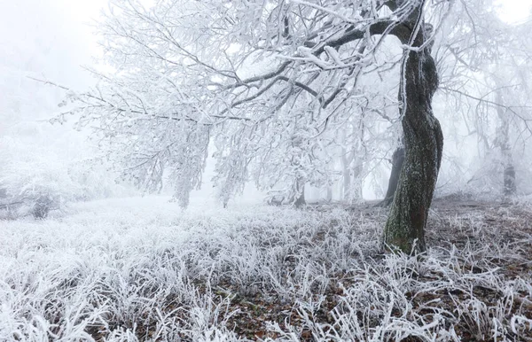 Forest Winter Frozen Trees — Stock Photo, Image