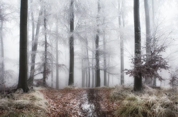 Floresta Inverno Com Caminho Paisagem Madeira — Fotografia de Stock