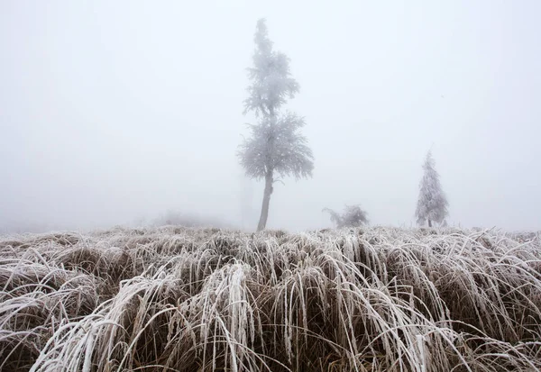 Forest Winter Fog Snow Landscape — Stock Photo, Image