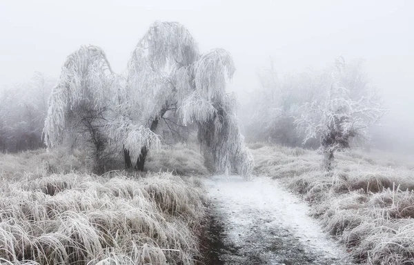 Télen Erdő Köddel Hótájjal — Stock Fotó