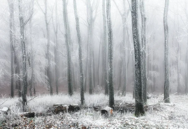 Floresta Inverno Com Nevoeiro Neve Paisagem — Fotografia de Stock