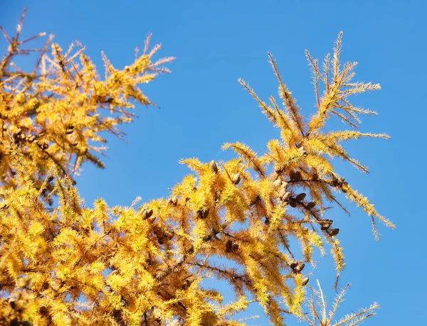 Herbst Vergilbte Lärchenzweige Zum Greifen Nah Herbst Hintergrund Herbstsaisonkonzept Stockfoto