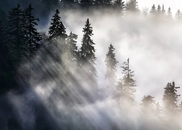 Sonnenstrahl Über Kiefern Abstrakte Landschaft Mit Strahlen — Stockfoto