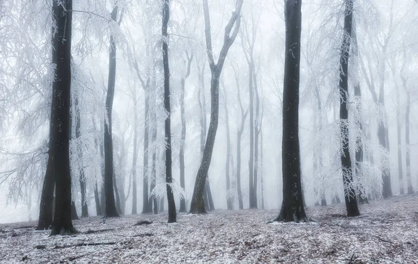 Winterwald Den Bergen Majestätischer Winterbaum — Stockfoto