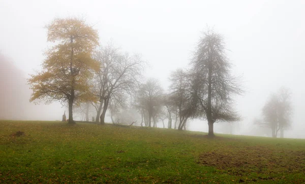 Wood Fall Time Mist — Stock Photo, Image